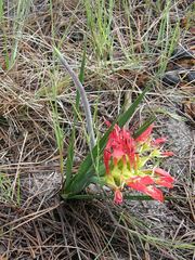Babiana ringens australis