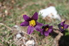 Pulsatilla montana