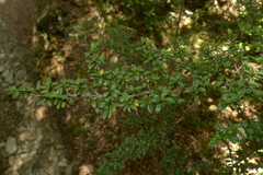 Coprosma pseudocuneata