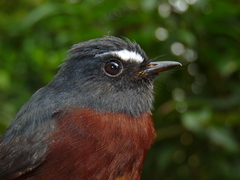 Slaty-Backed Chat-Tyrant photo 2