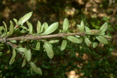 Coprosma pseudocuneata