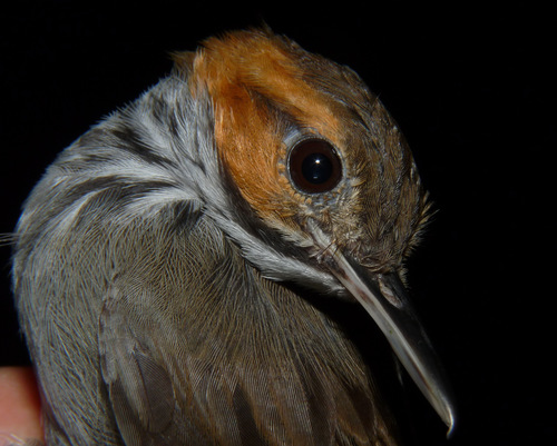 Microbates cinereiventris