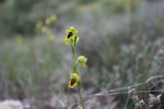 Ophrys lutea lutea