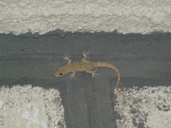 Mediodactylus danilewskii