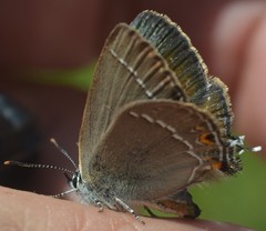 Satyrium abdominalis