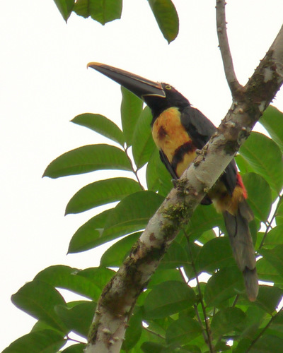 Pteroglossus erythropygius