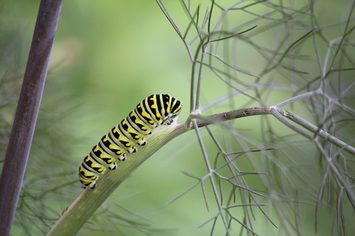 Black Swallowtail, photo 3 of 10
