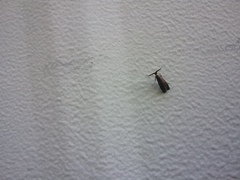 Adela caeruleella