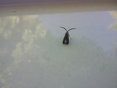 Adela caeruleella