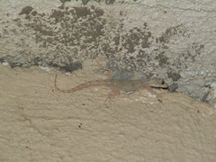 Mediodactylus danilewskii