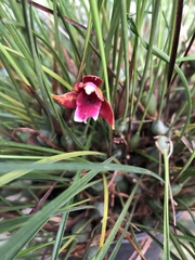 Maxillaria sanguinea
