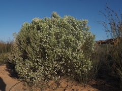 Aspalathus costulata