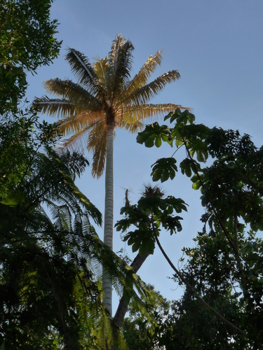 Ceroxylon alpinum, photograph 5