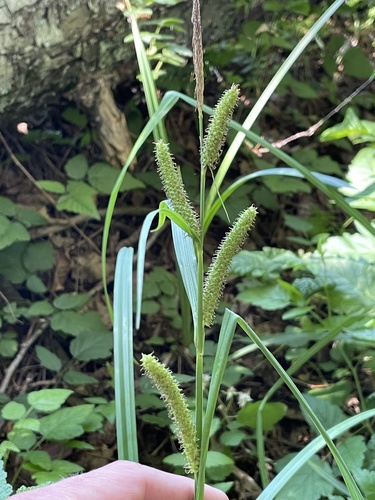 Bigleaf sedge (Carex amplifolia)
