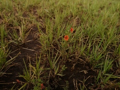 Jamesbrittenia aurantiaca