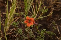 Jamesbrittenia aurantiaca