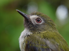 Black-Throated Tody-Tyrant photo 2