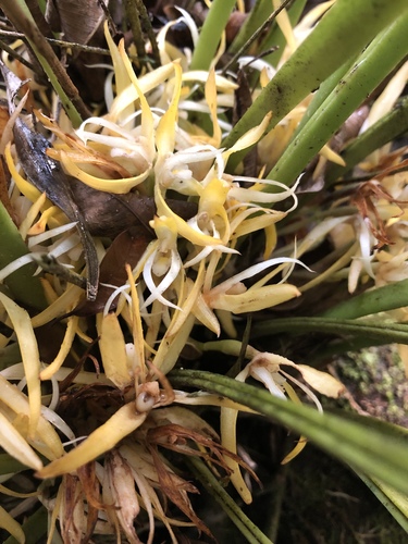 Maxillaria endresii, photograph 5