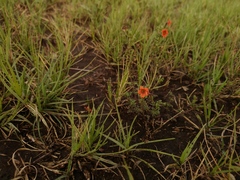 Jamesbrittenia aurantiaca