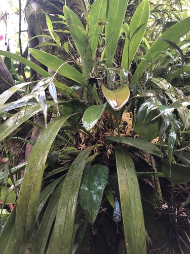Maxillaria endresii, photograph 4