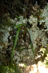 Notogrammitis angustifolia nothofageti