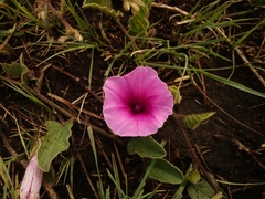 Ipomoea oblongata