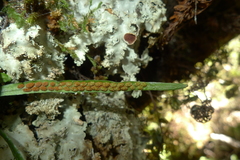 Notogrammitis angustifolia nothofageti