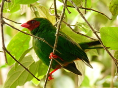 Grass-Green Tanager photo 5