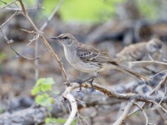 Bahama Mockingbird photo 4