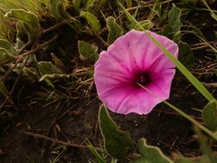 Ipomoea oblongata