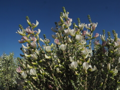Aspalathus costulata