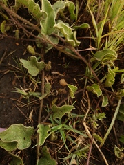 Ipomoea oblongata