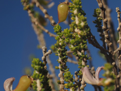 Aspalathus costulata