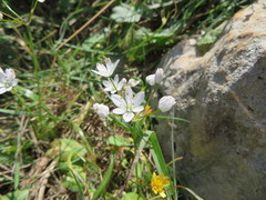 Allium subhirsutum