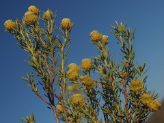 Leucadendron brunioides brunioides