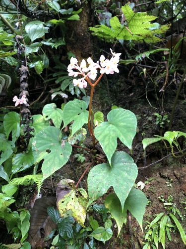 Begoniaceae image