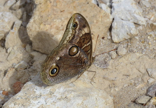 Opsiphanes blythekitzmillerae