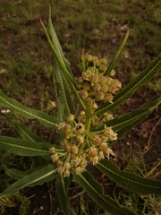 Xysmalobium undulatum