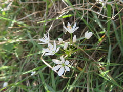 Allium subhirsutum