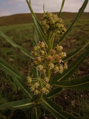 Xysmalobium undulatum