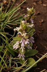Ajuga ophrydis