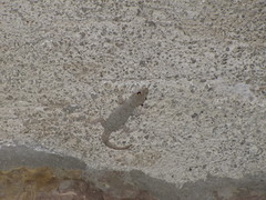 Mediodactylus kotschyi