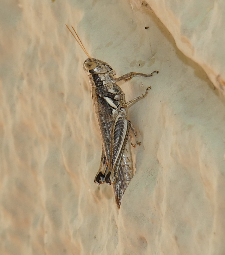 Pictured Spur-throat Grasshopper