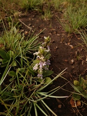 Ajuga ophrydis