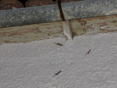 Mediodactylus kotschyi