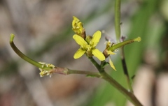 Erucastrum austroafricanum