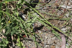 Erucastrum austroafricanum