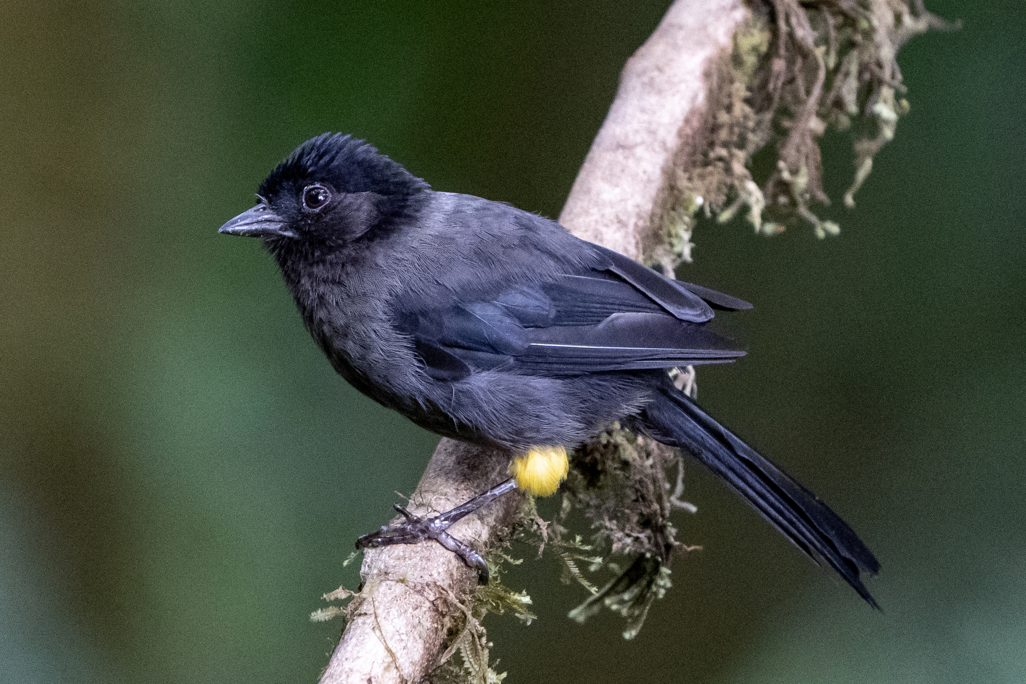 Yellow-thighed Brushfinch illustration