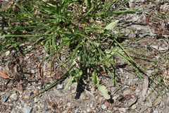Erucastrum austroafricanum