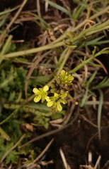 Rorippa nudiuscula